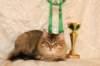 amurinneribestinshowkitten46monthsintallinnacatshow45201414_small.jpg