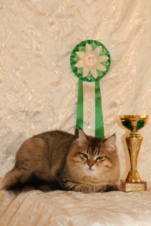 amurinneribestinshowkitten46monthsintallinnacatshow45201415.jpg