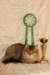 amurinneribestinshowkitten46monthsintallinnacatshow45201415_small.jpg