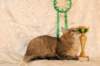 amurinneribestinshowkitten46monthsintallinnacatshow45201416_small.jpg
