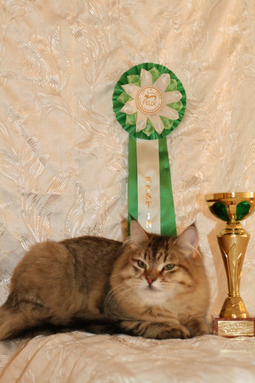 amurinneribestinshowkitten46monthsintallinnacatshow45201417.jpg