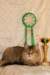 amurinneribestinshowkitten46monthsintallinnacatshow45201417_small.jpg