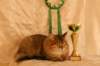 amurinneribestinshowkitten46monthsintallinnacatshow45201418_small.jpg