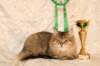 amurinneribestinshowkitten46monthsintallinnacatshow45201419_small.jpg