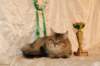 amurinneribestinshowkitten46monthsintallinnacatshow45201420_small.jpg