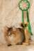 amurinneribestinshowkitten46monthsintallinnacatshow45201421_small.jpg
