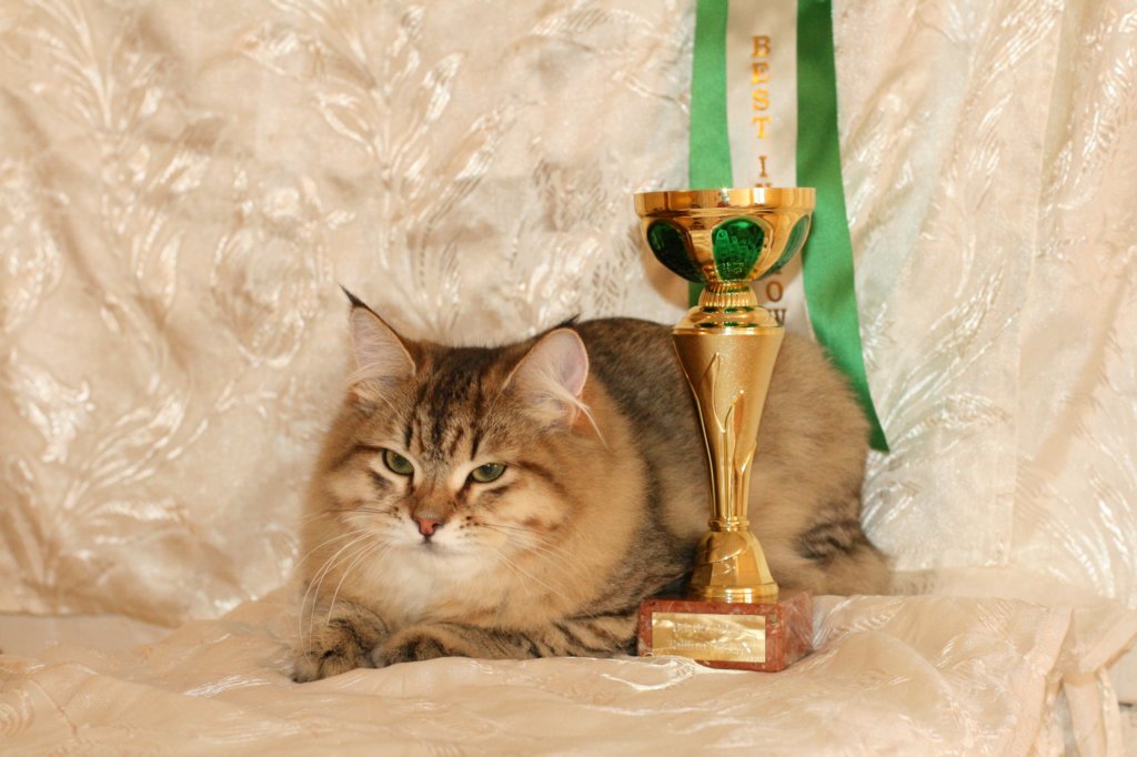 amurinneribestinshowkitten46monthsintallinnacatshow45201422.jpg