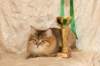 amurinneribestinshowkitten46monthsintallinnacatshow45201422_small.jpg