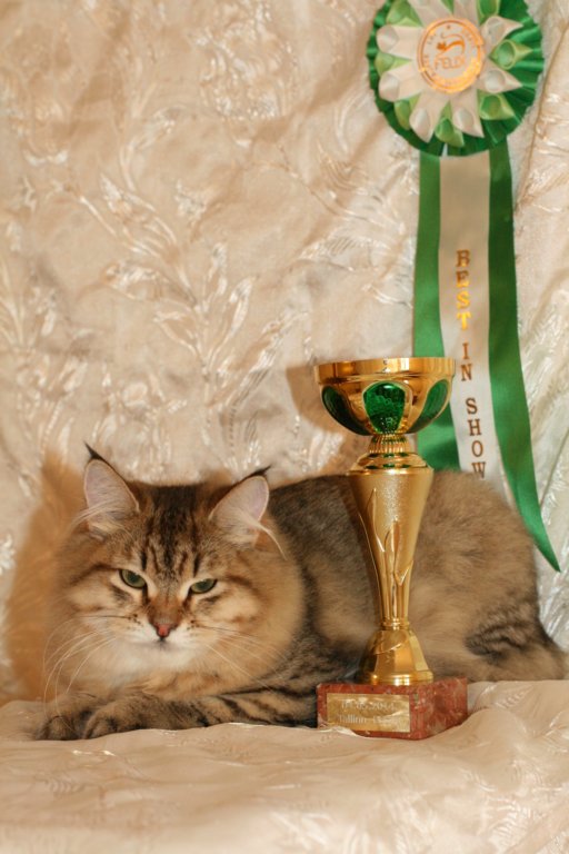 amurinneribestinshowkitten46monthsintallinnacatshow45201423.jpg