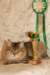 amurinneribestinshowkitten46monthsintallinnacatshow45201423_small.jpg