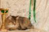amurinneribestinshowkitten46monthsintallinnacatshow45201424_small.jpg