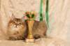 amurinneribestinshowkitten46monthsintallinnacatshow45201425_small.jpg