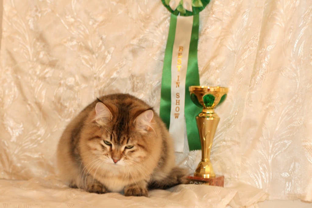 amurinneribestinshowkitten46monthsintallinnacatshow45201426.jpg