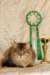 amurinneribestinshowkitten46monthsintallinnacatshow4520142_small.jpg