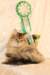 amurinneribestinshowkitten46monthsintallinnacatshow45201430_small.jpg