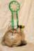amurinneribestinshowkitten46monthsintallinnacatshow45201432_small.jpg