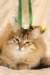 amurinneribestinshowkitten46monthsintallinnacatshow45201433_small.jpg