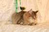 amurinneribestinshowkitten46monthsintallinnacatshow45201434_small.jpg