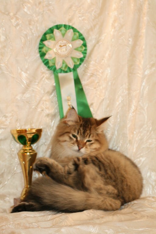 amurinneribestinshowkitten46monthsintallinnacatshow45201435.jpg