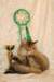 amurinneribestinshowkitten46monthsintallinnacatshow45201435_small.jpg