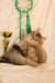 amurinneribestinshowkitten46monthsintallinnacatshow45201436_small.jpg