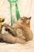 amurinneribestinshowkitten46monthsintallinnacatshow45201437_small.jpg