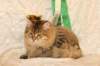 amurinneribestinshowkitten46monthsintallinnacatshow45201438_small.jpg