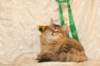 amurinneribestinshowkitten46monthsintallinnacatshow45201439_small.jpg
