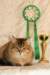 amurinneribestinshowkitten46monthsintallinnacatshow4520143_small.jpg