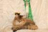 amurinneribestinshowkitten46monthsintallinnacatshow45201440_small.jpg