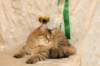 amurinneribestinshowkitten46monthsintallinnacatshow45201441_small.jpg