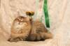 amurinneribestinshowkitten46monthsintallinnacatshow45201442_small.jpg