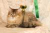 amurinneribestinshowkitten46monthsintallinnacatshow45201443_small.jpg