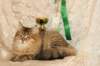 amurinneribestinshowkitten46monthsintallinnacatshow45201444_small.jpg