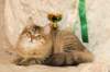 amurinneribestinshowkitten46monthsintallinnacatshow45201445_small.jpg