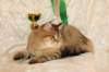 amurinneribestinshowkitten46monthsintallinnacatshow45201446_small.jpg