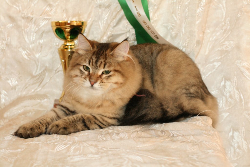 amurinneribestinshowkitten46monthsintallinnacatshow45201447.jpg