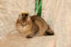 amurinneribestinshowkitten46monthsintallinnacatshow45201448_small.jpg