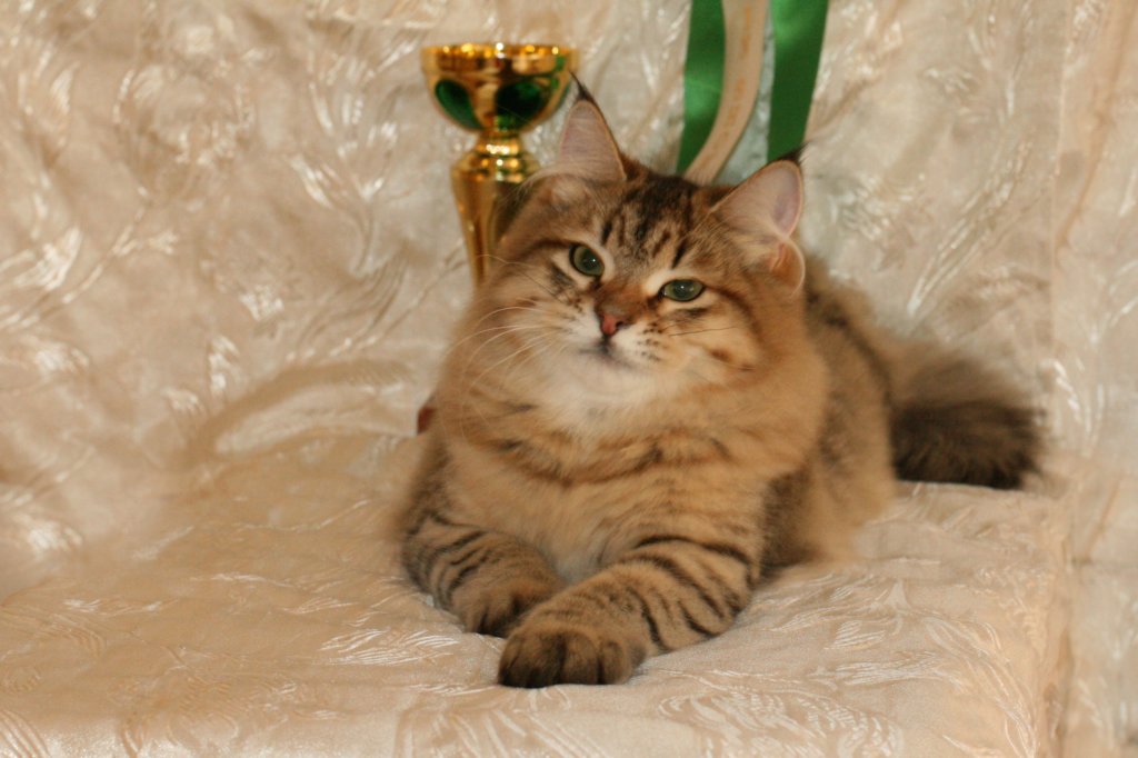 amurinneribestinshowkitten46monthsintallinnacatshow45201449.jpg