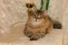 amurinneribestinshowkitten46monthsintallinnacatshow45201449_small.jpg