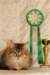 amurinneribestinshowkitten46monthsintallinnacatshow4520144_small.jpg