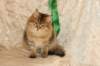 amurinneribestinshowkitten46monthsintallinnacatshow45201451_small.jpg