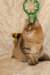 amurinneribestinshowkitten46monthsintallinnacatshow45201452_small.jpg