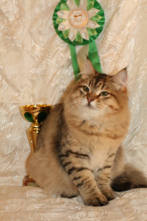 amurinneribestinshowkitten46monthsintallinnacatshow45201453.jpg