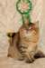 amurinneribestinshowkitten46monthsintallinnacatshow45201453_small.jpg