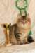 amurinneribestinshowkitten46monthsintallinnacatshow45201455_small.jpg