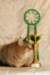 amurinneribestinshowkitten46monthsintallinnacatshow4520145_small.jpg