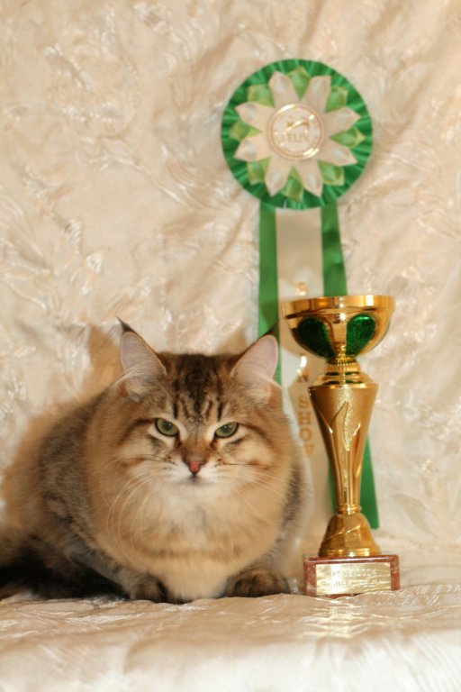 amurinneribestinshowkitten46monthsintallinnacatshow4520146.jpg