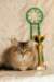 amurinneribestinshowkitten46monthsintallinnacatshow4520146_small.jpg