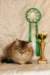 amurinneribestinshowkitten46monthsintallinnacatshow4520147_small.jpg